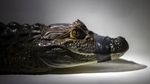 Menjaga Kelestarian Caiman di Laguna Marapendi Brasil