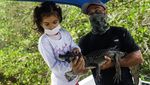 Menjaga Kelestarian Caiman di Laguna Marapendi Brasil
