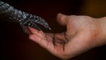 Menjaga Kelestarian Caiman di Laguna Marapendi Brasil