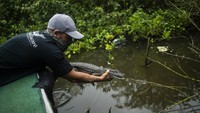 Seorang ahli biologi melepaskan caiman bermoncong lebar kembali ke Laguna Marapendi, Rio de Janeiro, Brasil.