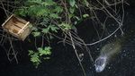 Menjaga Kelestarian Caiman di Laguna Marapendi Brasil