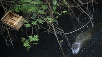 Seekor caiman bermoncong lebar berenang di air yang tercemar di sub-cekungan Canal das Tachas, di lingkungan Recreio dos Bandeirantes di Rio de Janeiro, Brasil, Sabtu (17/7/2021).