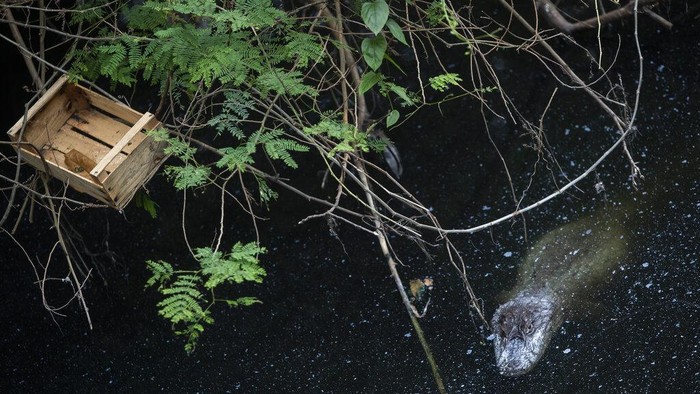 Menjaga Kelestarian Caiman di Laguna Marapendi Brasil Laguna Marapendi jadi rumah bagi ribuan caiman, reptil yang memiliki bentuk serupa buaya. Populasi caiman pun dipantau ketat ilmuwan guna cegah kepunahan.