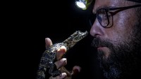 Selain buaya dan aligator, caiman juga masuk dalam anggota ordo Crocodilia. Di Brasil, Laguna Marapendi yang berada di Rio de Janeiro jadi salah satu habitat reptil ini.