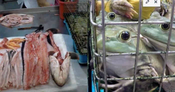 Pemerintah Singapura Larang Pasar Tradisional Jual Kodok dan Kura-kura Hidup