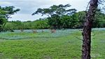 Pulau Menjangan, Indahnya Melekat Sampai Ke Hati