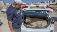Sementara di Palestina, seorang warga memilih memasukan hewan kurban yang baru dibelinya ke dalam bagasi mobil untuk persiapan perayaan Idul Adha di Kota Ramallah, Tepi Barat, Sabtu (17/7/2021). AP Photo/Nasser Nasser.