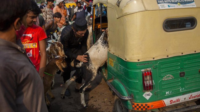 Saat Mobil hingga Bajaj Dipakai untuk Angkut Hewan Kurban Hewan kurban kerap dicari menjelang Hari Raya Idul Adha. Selain truk, ada pula hewan kurban yang diangkut naik bajaj hingga mobil. Ini fotonya.