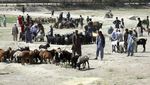 Sibuknya Pasar Hewan Kurban di Afghanistan Jelang Idul Adha