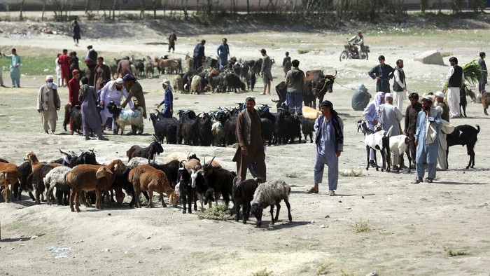 Sibuknya Pasar Hewan Kurban di Afghanistan Jelang Idul Adha Aktivitas di Pasar hewan kurban Afghanistan tampak sibuk jelang Idul Adha. Pasalnya sejumlah warga mulai berdatangan untuk membeli hewan kurban.