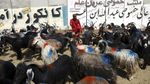 Sibuknya Pasar Hewan Kurban di Afghanistan Jelang Idul Adha