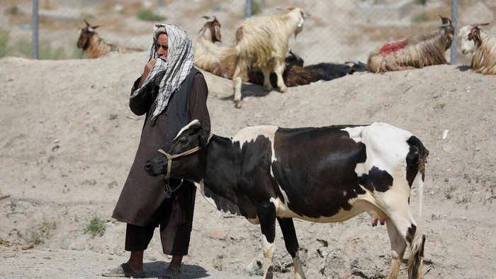 Sibuknya Pasar Hewan Kurban di Afghanistan Jelang Idul Adha Aktivitas di Pasar hewan kurban Afghanistan tampak sibuk jelang Idul Adha. Pasalnya sejumlah warga mulai berdatangan untuk membeli hewan kurban.