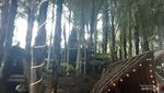 Tuur Maasering, Wisata Hutan Aren dengan Spot Instagramable