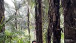 Tuur Maasering, Wisata Hutan Aren dengan Spot Instagramable
