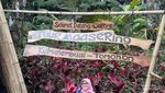 Tuur Maasering, Wisata Hutan Aren dengan Spot Instagramable