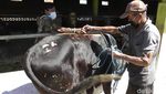 Yuk Lihat Tips Robohkan Sapi Kurban Tanpa Bikin Kerumunan