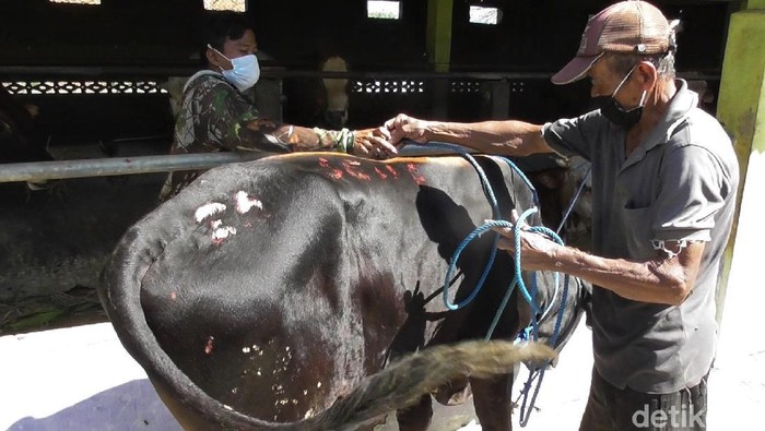 Yuk Lihat Tips Robohkan Sapi Kurban Tanpa Bikin Kerumunan Proses penyembelihan hewan kurban kerap butuhkan banyak tenaga terlebih saat robohkan hewan. Namun ada lho cara mudah robohkan sapi tanpa berkerumun. Penasaran?