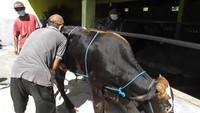 Para jagal hewan profesional di Kalurahan Sukoreno, Kapanewon Sentolo, Kulon Progo, Daerah Istimewa Yogyakarta (DIY) membeberkan rahasia merobohkan sapi dengan cara mudah, yaitu menggunakan metode tali temali.