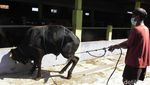 Yuk Lihat Tips Robohkan Sapi Kurban Tanpa Bikin Kerumunan
