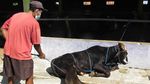 Yuk Lihat Tips Robohkan Sapi Kurban Tanpa Bikin Kerumunan