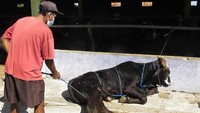 Selanjutnya memulai proses pengikatan. Proses ini diawali dengan mengikat leher sapi dengan kencang. Kemudian mengikat tubuh sapi melalui sela-sela di antara dua kaki sapi bagian depan. Pria yang sudah puluhan tahun menjadi penjagal hewan ini menjelaskan teknik tali temali cukup ampuh untuk merobohkan sapi. Sebab dalam kondisi tubuh terikat, sapi tidak akan mampu bergerak. 
