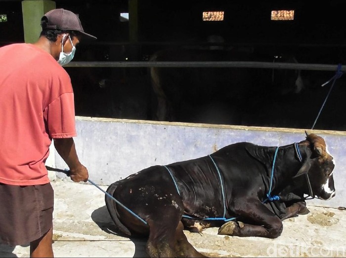 Proses penyembelihan hewan kurban kerap butuhkan banyak tenaga terlebih saat robohkan hewan. Namun ada lho cara mudah robohkan sapi tanpa berkerumun. Penasaran?