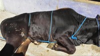 Marwanto mengatakan setelah roboh, lanjutkan dengan mengikat seluruh kaki sapi. Hal ini diperlukan agar sapi tidak bisa berdiri lagi.