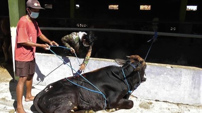 Yuk Lihat Tips Robohkan Sapi Kurban Tanpa Bikin Kerumunan