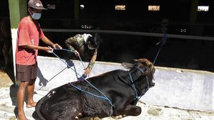 Yuk Lihat Tips Robohkan Sapi Kurban Tanpa Bikin Kerumunan