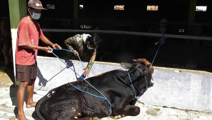 Yuk Lihat Tips Robohkan Sapi Kurban Tanpa Bikin Kerumunan Proses penyembelihan hewan kurban kerap butuhkan banyak tenaga terlebih saat robohkan hewan. Namun ada lho cara mudah robohkan sapi tanpa berkerumun. Penasaran?