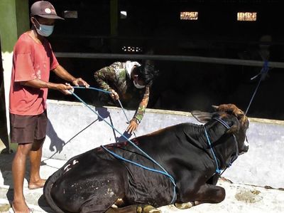 Yuk Lihat Tips Robohkan Sapi Kurban Tanpa Bikin Kerumunan
