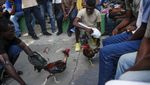 Judi Sabung Ayam Juga Ada di Haiti Loh