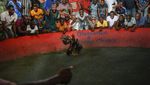 Judi Sabung Ayam Juga Ada di Haiti Loh