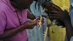 Judi Sabung Ayam Juga Ada di Haiti Loh