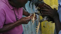 Jalu ayam juga dibikin lancip dengan harapan bisa mengalahkan lawan.