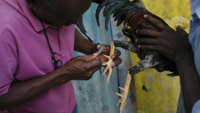 Ada Adu Ayam Juga Lho di Haiti Judi sabung ayam ternyata juga dilakukan oleh warga di Haiti. Sabung ayam itu menawarkan pemenang sekitar $150 per pertarungan.