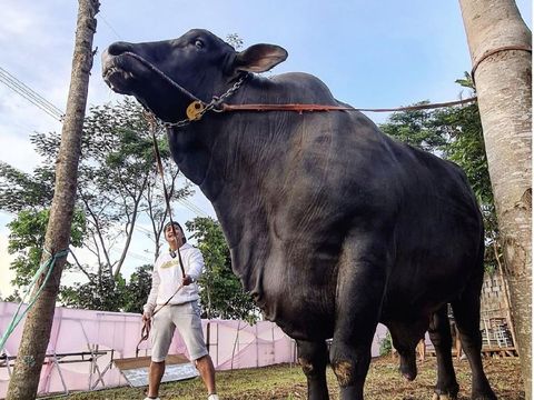 Artis dan Hewan Kurban