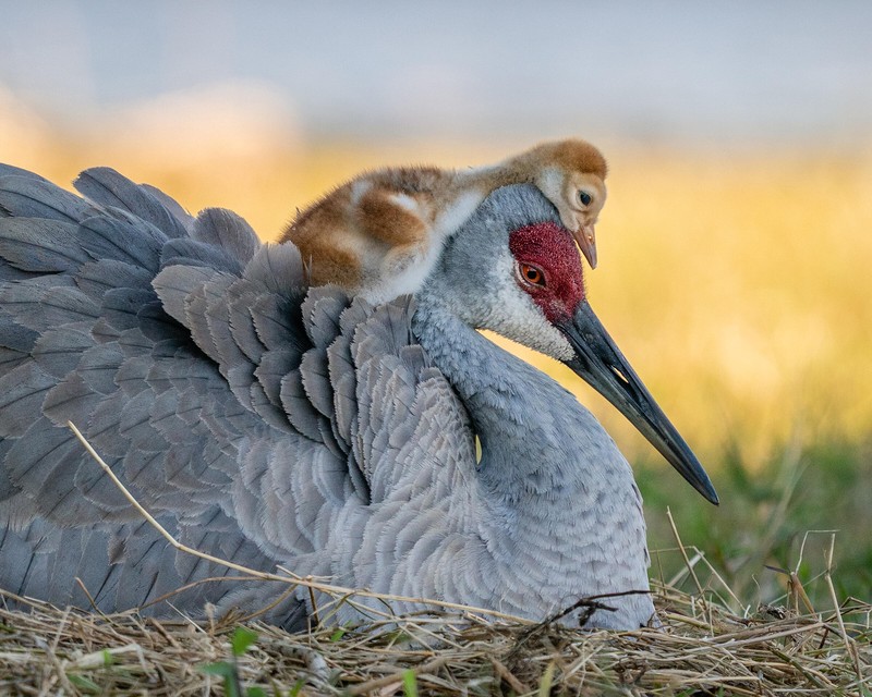 Audubon Photography Awards 2021