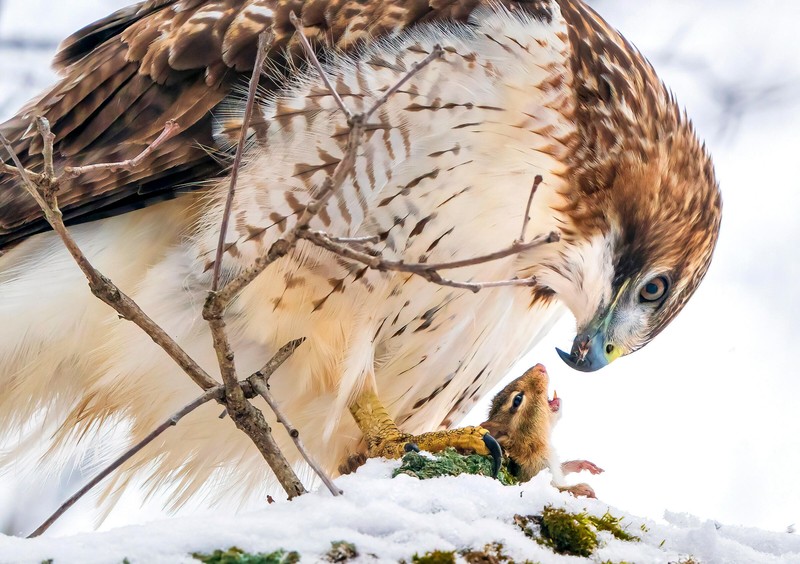 Audubon Photography Awards 2021
