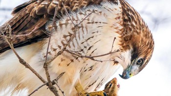 Professional Honorable Mention: Steve Jessmore. Kamera: Sony a9ii with Sony FE 200- 600mm F5.6-6.3 G OSS lens; 1/2000 second at f/7.1; ISO 3200. Foto: dok Audubon Society