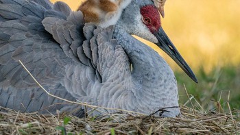 Juaara Amateur Award: Robin Ulery, kamera: Sony A9 with Sony FE 200-600mm f/5.6-6.3 G OSS lens; 1/800 second at f 6.3; ISO 1600 Foto: dok Audubon Society
