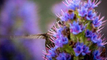 Jawara Fisher Prize: Patrick Coughlin. Kamera: Nikon D500 with AF-S Nikkor 500mm f/5.6E PF ED VR lens; 1/1600 second at f/5.6; ISO 1400. Foto: dok Audubon Society