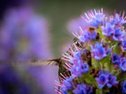 Karya Juara Kontes Foto Burung yang Bikin Mata Terperangah
