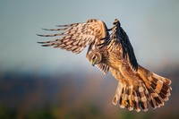 Audubon Photography Awards 2021