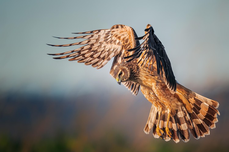 Audubon Photography Awards 2021