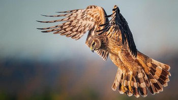 Juara Female Bird Prize: Elizabeth Yicheng Shen. Kamera: Sony a9 with Sony 400mm f/2.8 GM FE OSS lens and 2x Teleconverter; 1/2000 second at f/5.6; ISO 1600. Foto: dok Audubon Society