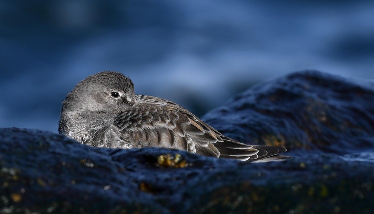 Audubon Photography Awards 2021