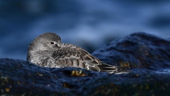 Juara Youth Award: Arav Karighattam. Kamera: Nikon D850 with AF-S Nikkor 200-500mm f/5.6E ED VR lens; 1/800 second at f/7.1; ISO 320 Foto: dok Audubon Society