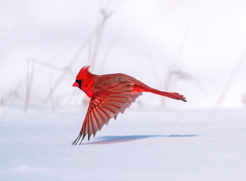Audubon Photography Awards 2021