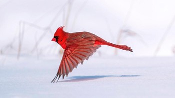 Juara Professional Award: Steve Jessmore. Kamera: Sony a9 II with Sony FE 200- 600mm f/5.6-6.3 G OSS lens; 1/5000 second at f/6.3; ISO 250 Foto: dok Audubon Society